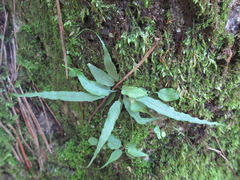 Asplenium ruprechtii