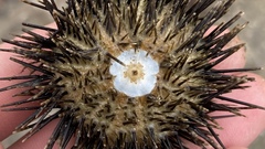 Temnopleurus toreumaticus