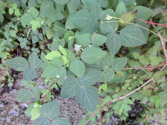 Amphicarpaea edgeworthii