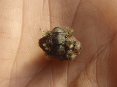 Acanthochitona crinita