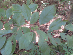 Magnolia sieboldii