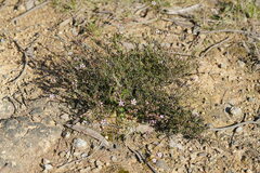 Euryomyrtus ramosissima