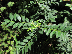 Zanthoxylum schinifolium