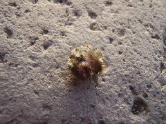 Acanthochitona crinita