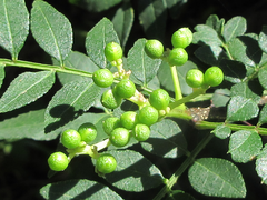 Zanthoxylum schinifolium
