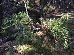 Juniperus communis