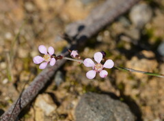 Euryomyrtus ramosissima