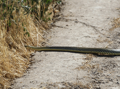 Malpolon monspessulanus