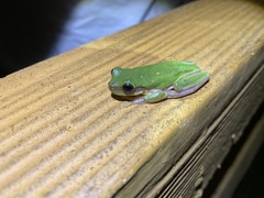 Hyla simplex