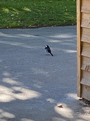 Motacilla alba yarrellii