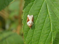 Acleris laterana