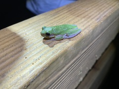 Hyla simplex