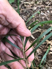 Acacia maidenii