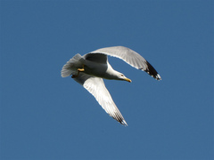 Larus michahellis
