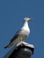 Larus michahellis
