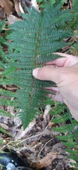 Polystichum silvaticum