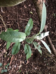 Astrotricha latifolia