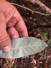 Astrotricha latifolia