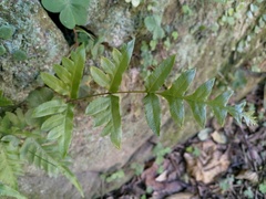 Pteris semipinnata