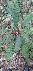 Polystichum silvaticum