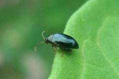 Psylliodes chrysocephala