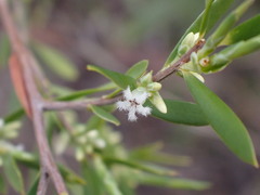 Styphelia mutica