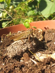 Eyprepocnemis plorans