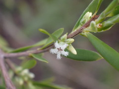 Styphelia mutica
