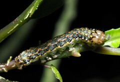 Austramathes purpurea