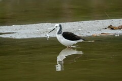 Himantopus leucocephalus
