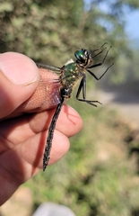 Somatochlora uchidai