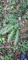 Blechnum filiforme