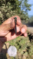 Somatochlora uchidai