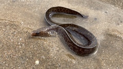 Gymnothorax pseudothyrsoideus