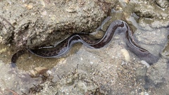 Gymnothorax pseudothyrsoideus