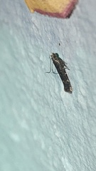 Oegoconia novimundi