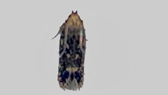 Oegoconia novimundi