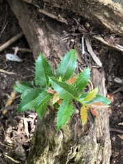 Denhamia bilocularis