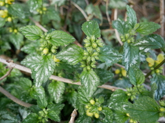 Lamium galeobdolon argentatum