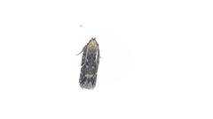 Oegoconia novimundi