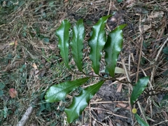 Eupomatia bennettii
