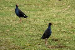 Porphyrio melanotus melanotus