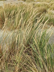 Ammophila arenaria