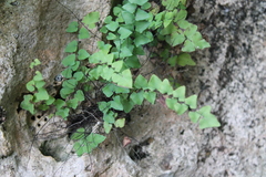 Adiantum deltoideum