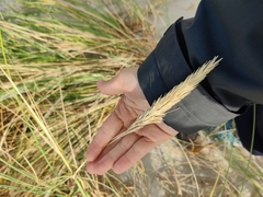 Ammophila arenaria