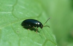 Psylliodes chrysocephala