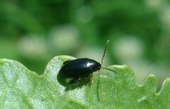 Psylliodes chrysocephala