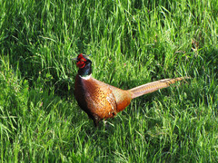 Phasianus colchicus