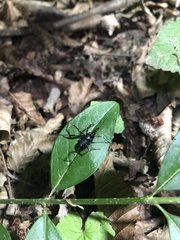 Egaenus convexus