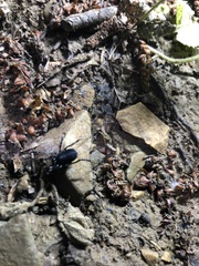 Egaenus convexus